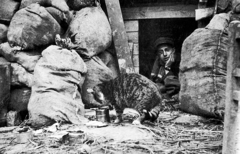 Trench Cats of WW1